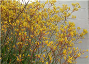 Anigozanthos 'Yellow'