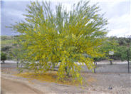 Cercidium 'Desert  Museum'