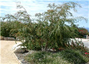Agonis flexuosa