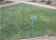 Festuca elatior 'Marathon Tall