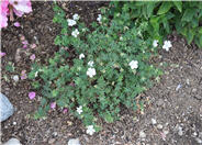 Geranium 'Creeping White'