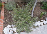 Leucophyllum frutescens 'White Cloud'