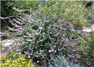 Salvia 'Waverly'