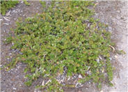 Arctostaphylos edmundsi 'Carmel Sur'