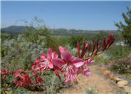Gaura lindheimeri 'Siskiyou Pink'