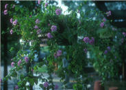 Lantana montevidensis 'Lavender Swirl' T