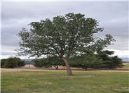 Quercus kelloggii