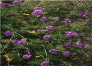 Verbena tenuisecta