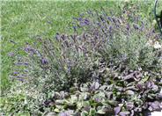 Lavandula angustifolia 'Hidcote'