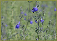 Salvia chamaedryoides