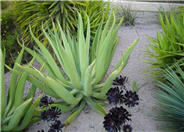 Agave vilmoriniana