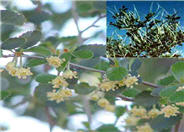 Cercocarpus betuloides