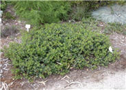 Arctostaphylos uva-ursi 'Radiant'