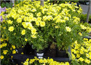 Chrysanthemum frutescens 'Dwarf Yellow'