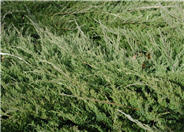 Buffalo Juniper