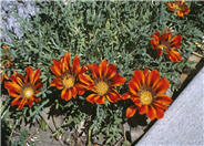 Gazania clumping 'Copper King'