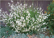 Gaura lindheimeri