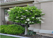 Ligustrum japonicum 'Texanum'