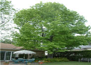 Liquidambar styraciflua