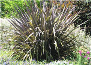 Phormium tenax 'Atropurpureum'
