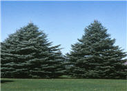 Abies concolor
