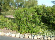 Arbutus unedo