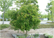 Punica granatum