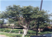 Quercus suber