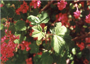 Ribes sanguineum