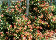 Lonicera X heckrottii
