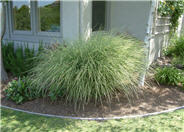 Miscanthus sinensis 'Morning Light'