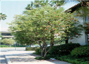 Callistemon citrinus