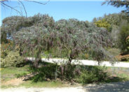 Acacia baileyana 'Purpurea'