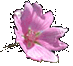 Bottom flower