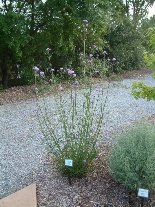 Argentine Verbena