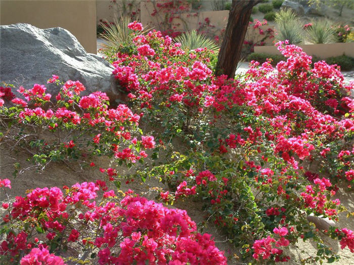 Plant photo of: Bougainvillea 'La Jolla'