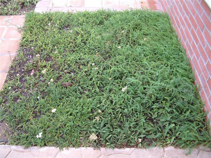 Achillea tomentosa