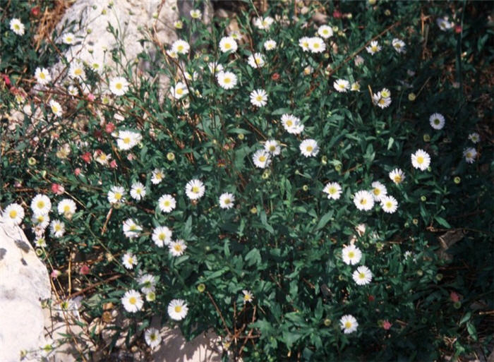 Erigeron karvinskianus 'Profusion'