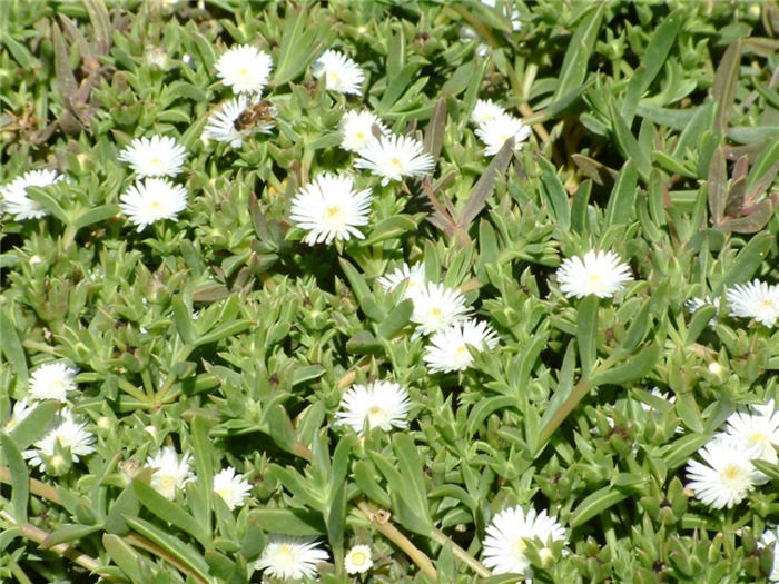 White Trailing Ice Plant