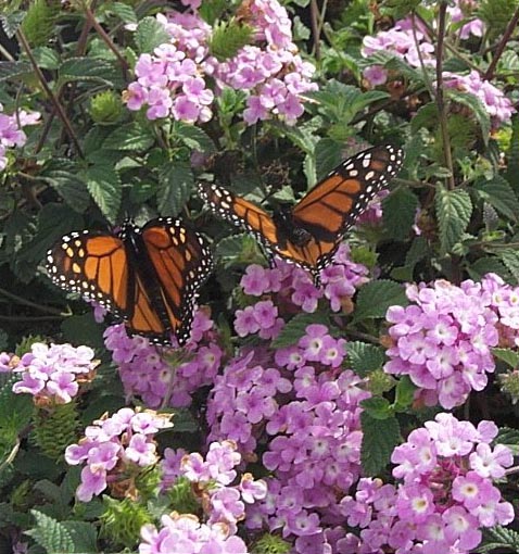 Trailing Lantana