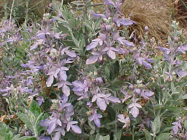 Teucrium fruticans 'Azureum'