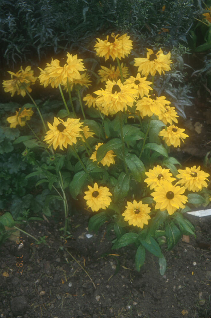 Gloriosa Daisy Goldilocks