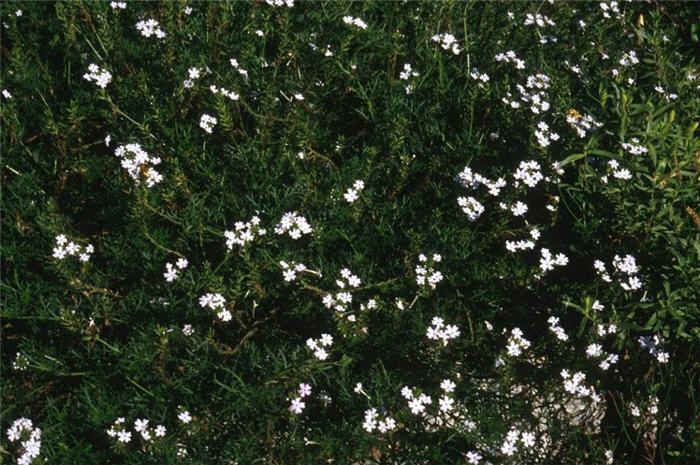 Verbena White