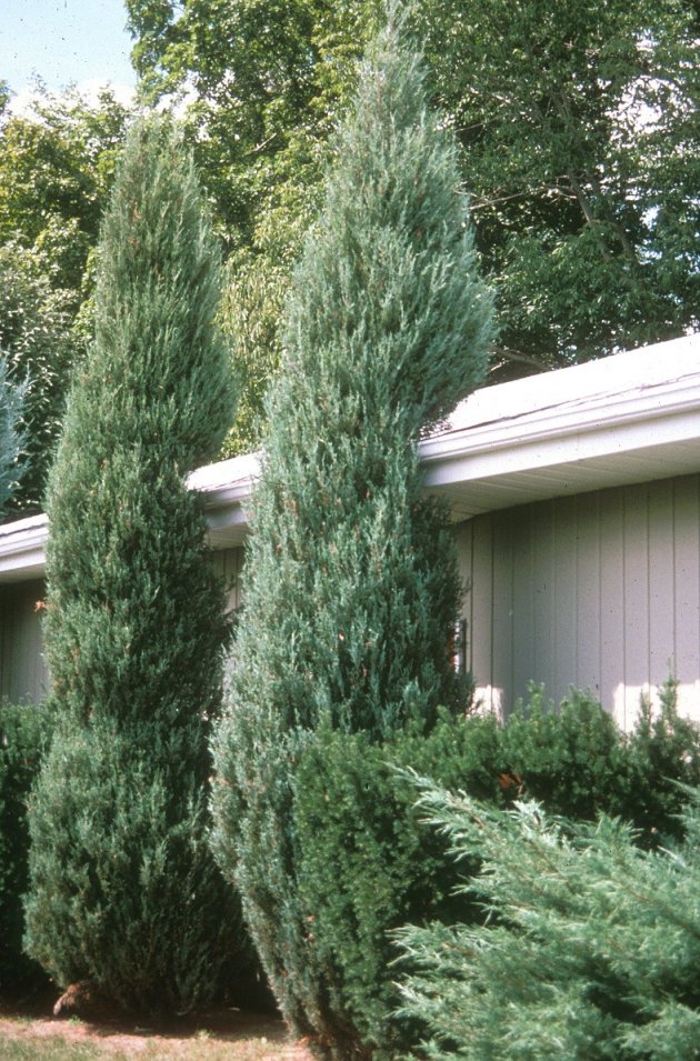 Juniperus scopulorum 'Skyrocket'