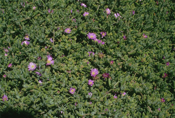 Plant photo of: Drosanthemum hispidum