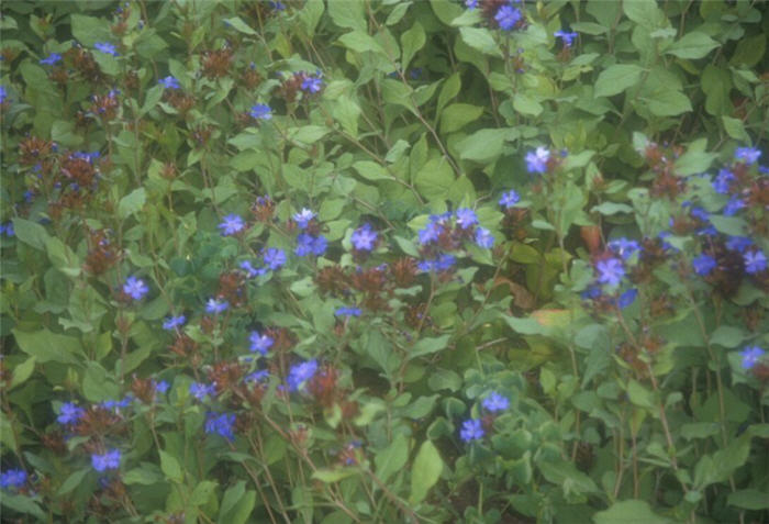 Ceratostigma plumbaginoides