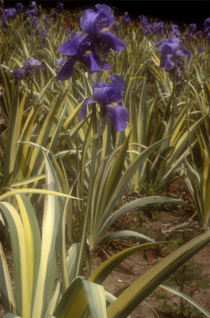 Iris pallida 'Argentea Variegata'