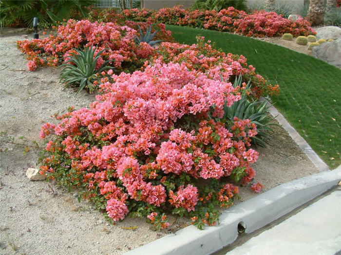 Bougainvillea 'Rosenka'