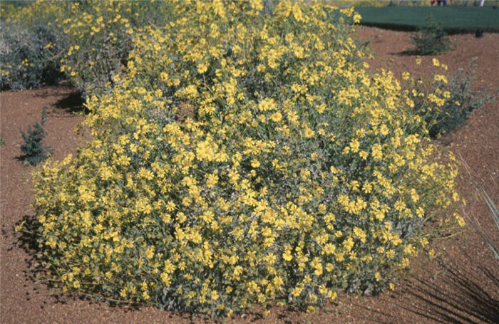 Encelia farinosa