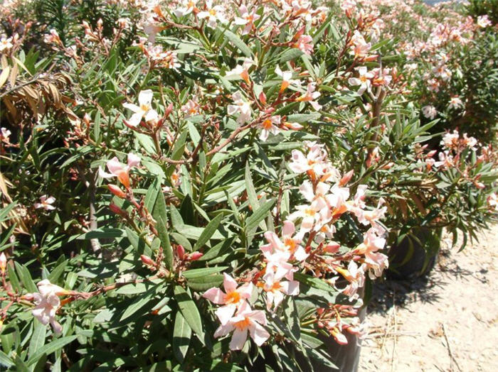 Petite Salmon Oleander